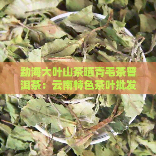 勐海大叶山茶晒青毛茶普洱茶：云南特色茶叶批发及价格详解