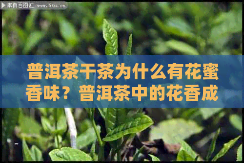 普洱茶干茶为什么有花蜜香味？普洱茶中的花香成分是什么？