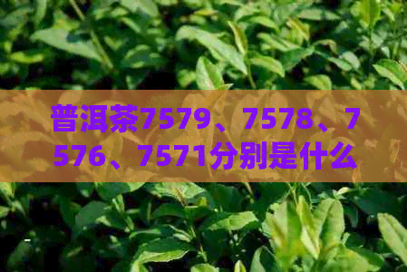 普洱茶7579、7578、7576、7571分别是什么意思？