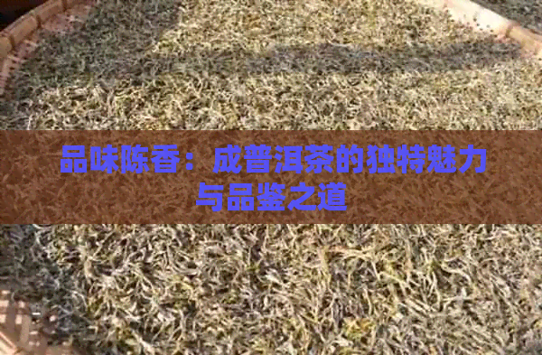 品味陈香：成普洱茶的独特魅力与品鉴之道