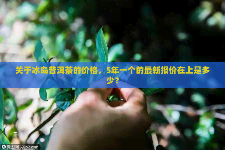 关于冰岛普洱茶的价格，5年一个的最新报价在上是多少？