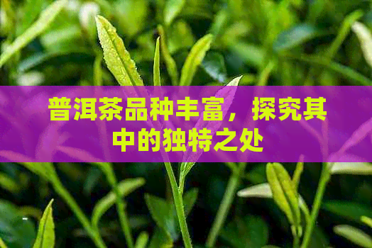 普洱茶品种丰富，探究其中的独特之处