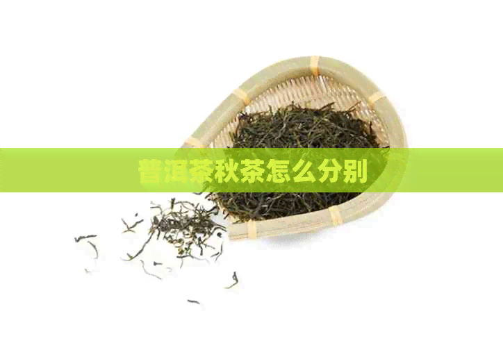 普洱茶秋茶怎么分别