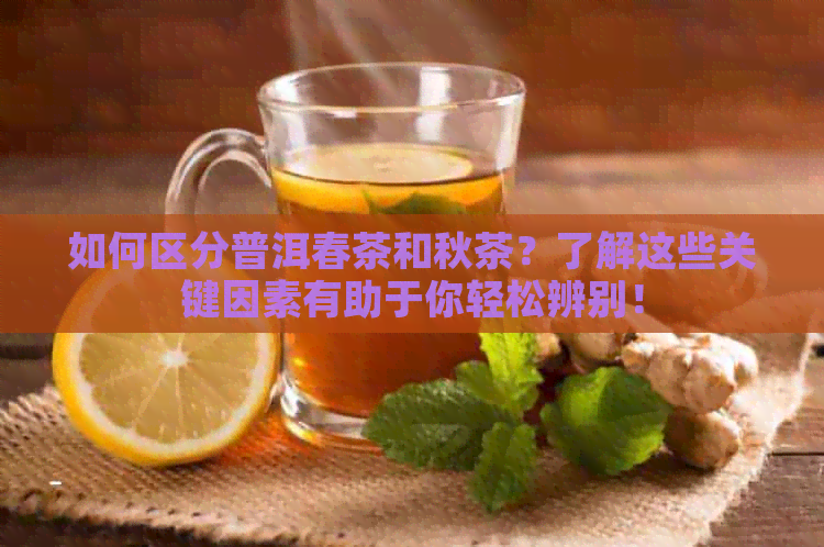 如何区分普洱春茶和秋茶？了解这些关键因素有助于你轻松辨别！