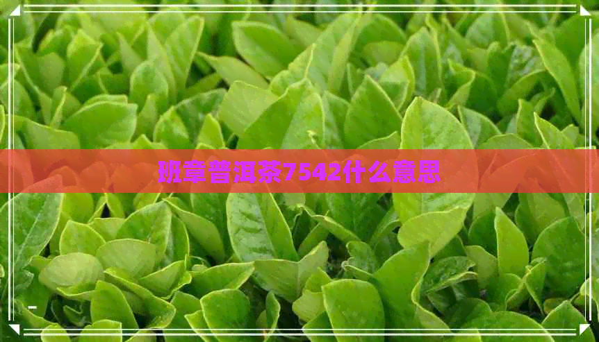 班章普洱茶7542什么意思