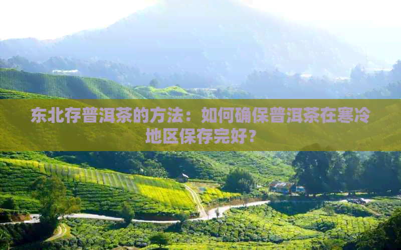 东北存普洱茶的方法：如何确保普洱茶在寒冷地区保存完好？