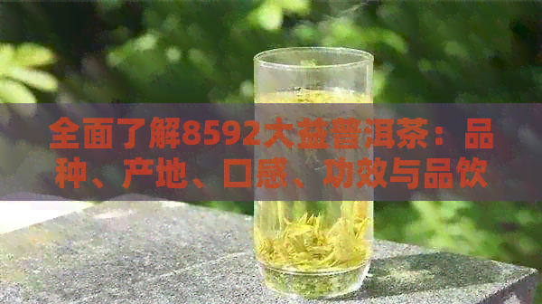 全面了解8592大益普洱茶：品种、产地、口感、功效与品饮方法一应俱全