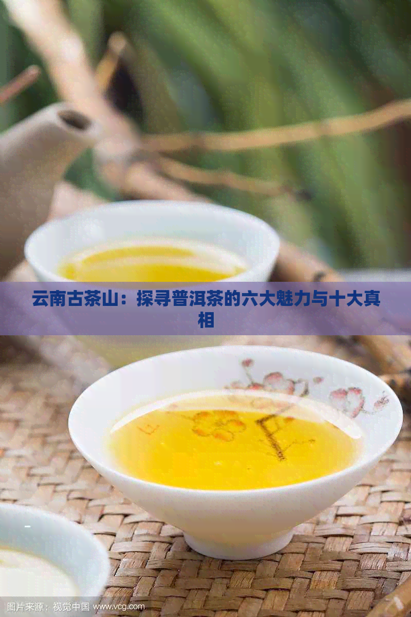 云南古茶山：探寻普洱茶的六大魅力与十大真相