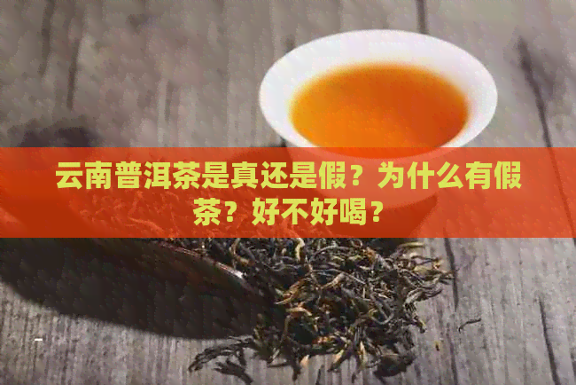 云南普洱茶是真还是假？为什么有假茶？好不好喝？