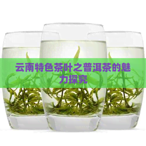 云南特色茶叶之普洱茶的魅力探究