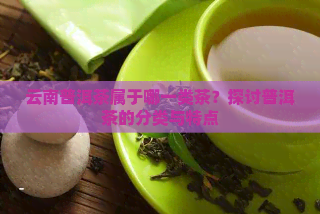 云南普洱茶属于哪一类茶？探讨普洱茶的分类与特点