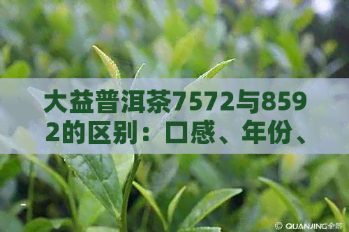 大益普洱茶7572与8592的区别：口感、年份、熟茶特点的深度对比分析