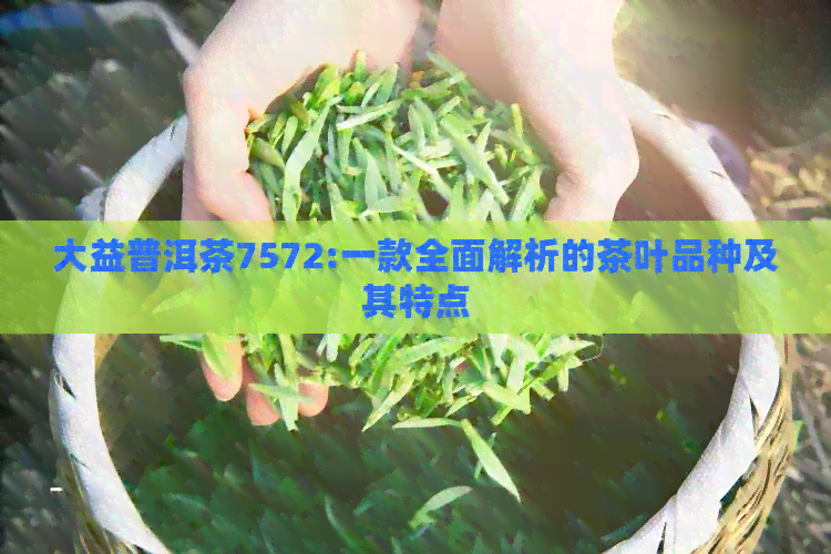 大益普洱茶7572:一款全面解析的茶叶品种及其特点