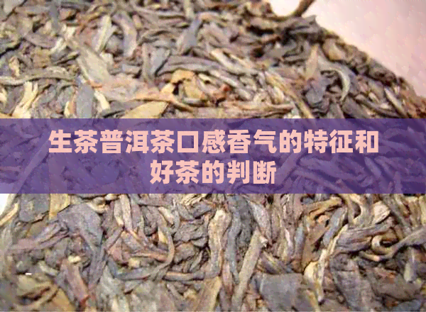 生茶普洱茶口感香气的特征和好茶的判断