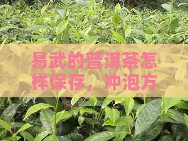 易武的普洱茶怎样保存，冲泡方法与技巧