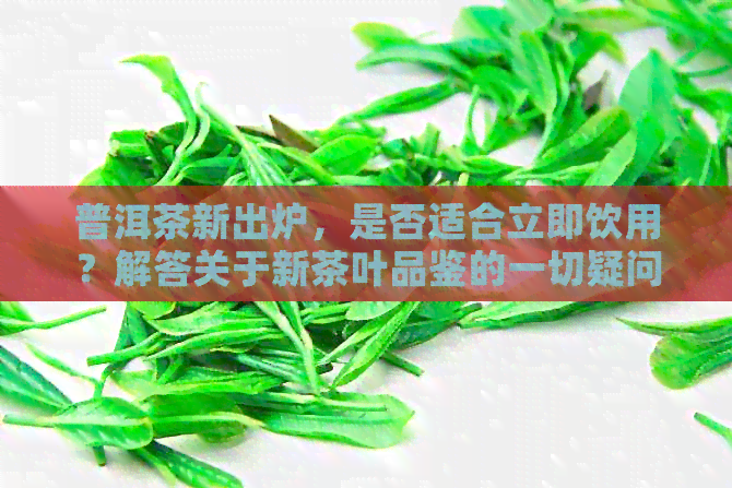 普洱茶新出炉，是否适合立即饮用？解答关于新茶叶品鉴的一切疑问