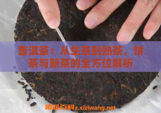 普洱茶：从生茶到熟茶，饼茶与新茶的全方位解析