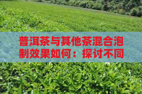 普洱茶与其他茶混合泡制效果如何：探讨不同茶叶搭配的影响