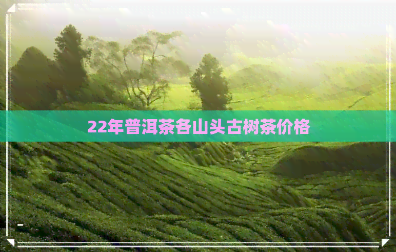 22年普洱茶各山头古树茶价格