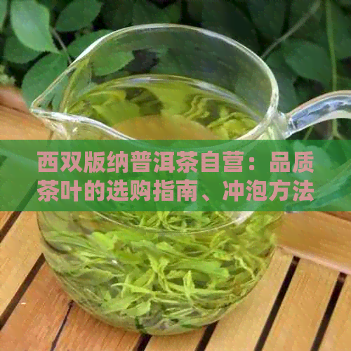 西双版纳普洱茶自营：品质茶叶的选购指南、冲泡方法与品鉴技巧