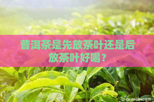 普洱茶是先放茶叶还是后放茶叶好喝？