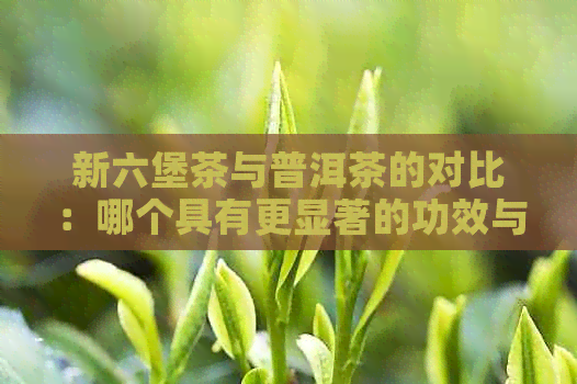 新六堡茶与普洱茶的对比：哪个具有更显著的功效与作用？