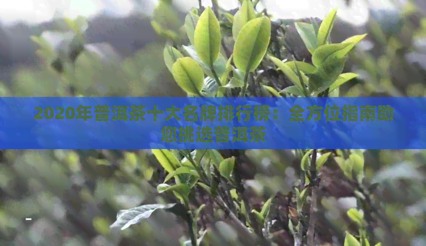 2020年普洱茶十大名牌排行榜：全方位指南助您挑选普洱茶