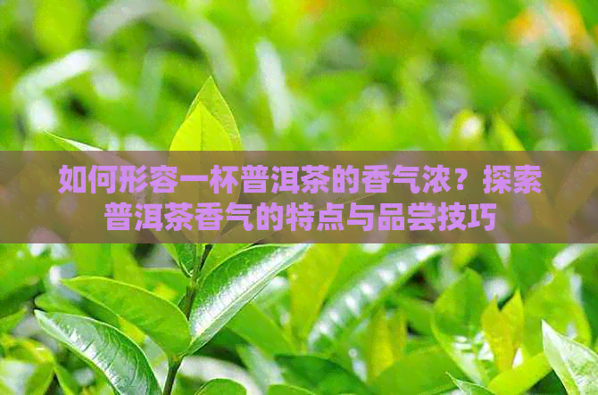 如何形容一杯普洱茶的香气浓？探索普洱茶香气的特点与品尝技巧