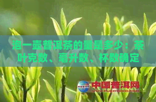 泡一壶普洱茶的量是多少：茶叶克数、毫升数、杯数确定