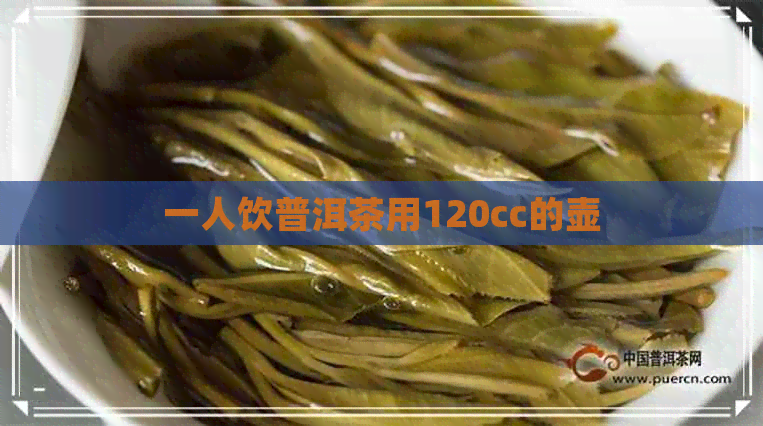 一人饮普洱茶用120cc的壶