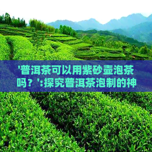 '普洱茶可以用紫砂壶泡茶吗？':探究普洱茶泡制的神器选择