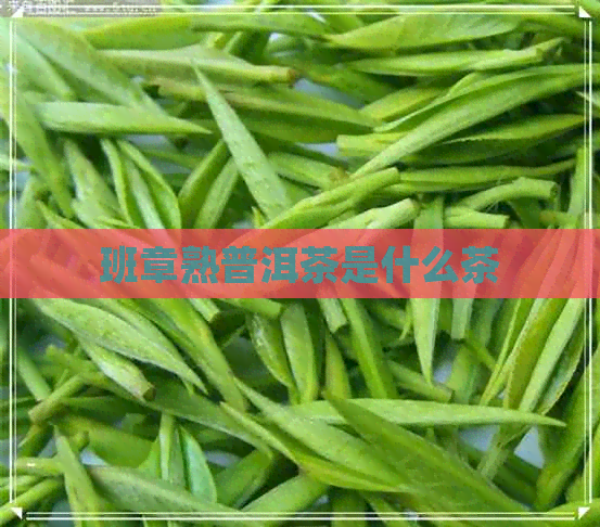 班章熟普洱茶是什么茶