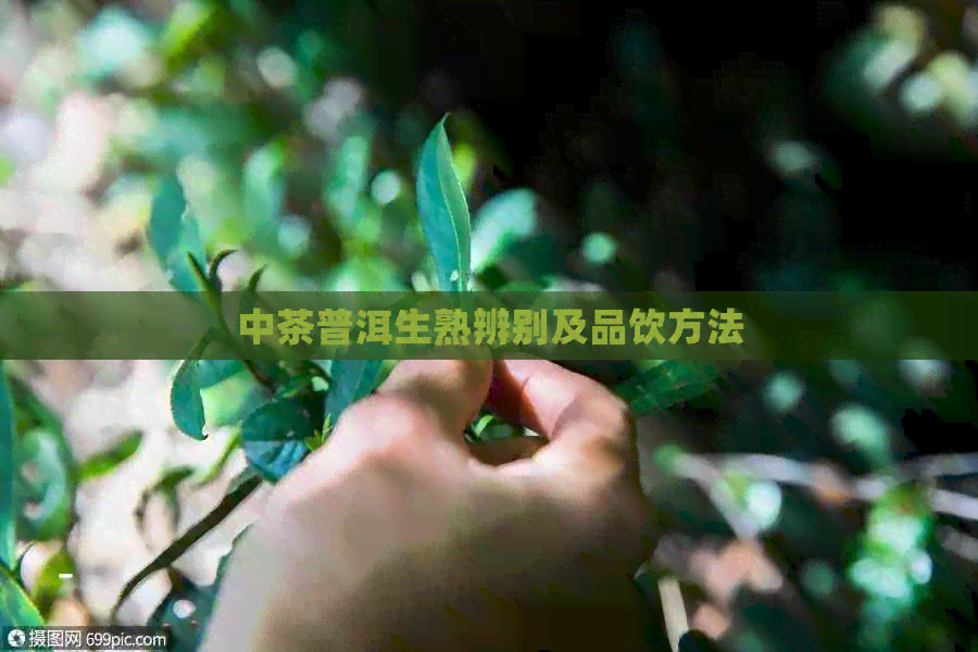 中茶普洱生熟辨别及品饮方法