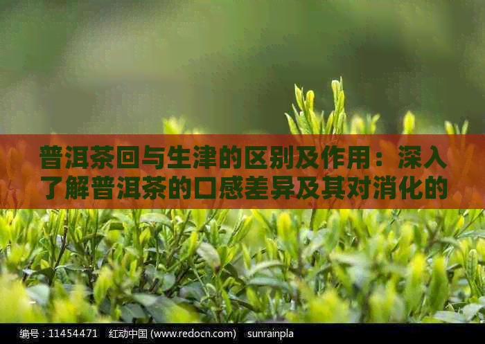 普洱茶回与生津的区别及作用：深入了解普洱茶的口感差异及其对消化的影响