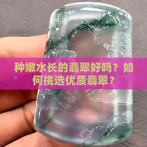 种嫩水长的翡翠好吗？如何挑选优质翡翠？