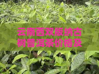 云南西双版纳古树普洱茶价格及种类，了解真正的古树茶！