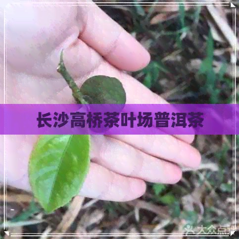 长沙高桥茶叶场普洱茶