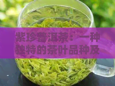 紫珍普洱茶：一种独特的茶叶品种及其冲泡方法与功效解析