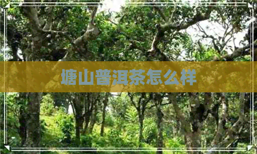 塘山普洱茶怎么样