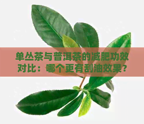 单丛茶与普洱茶的减肥功效对比：哪个更有刮油效果？