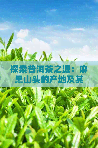 探索普洱茶之源：麻黑山头的产地及其独特魅力