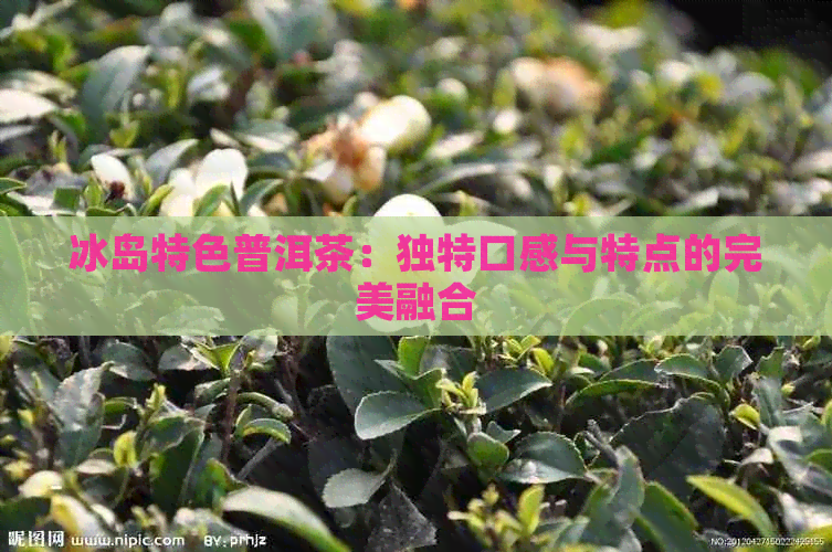 冰岛特色普洱茶：独特口感与特点的完美融合