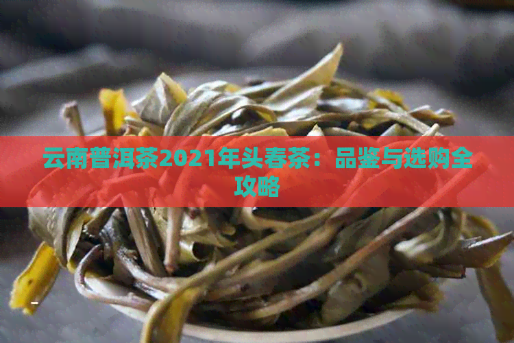 云南普洱茶2021年头春茶：品鉴与选购全攻略