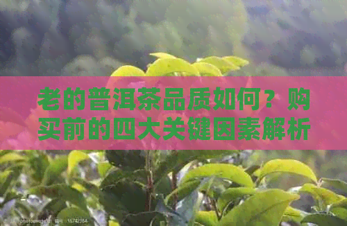 老的普洱茶品质如何？购买前的四大关键因素解析！