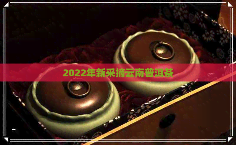 2022年新采摘云南普洱茶