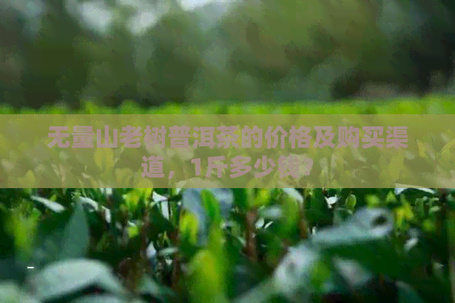 无量山老树普洱茶的价格及购买渠道，1斤多少钱？