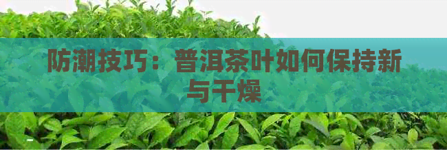 防潮技巧：普洱茶叶如何保持新与干燥