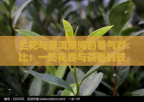 兰花与普洱茶间的香气对比：一场花香与茶香的较量