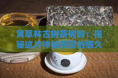 黄草林古树茶树龄：揭秘这片神秘茶园的悠久历和珍贵茶叶