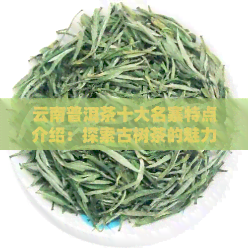 云南普洱茶十大名寨特点介绍：探索古树茶的魅力与传承